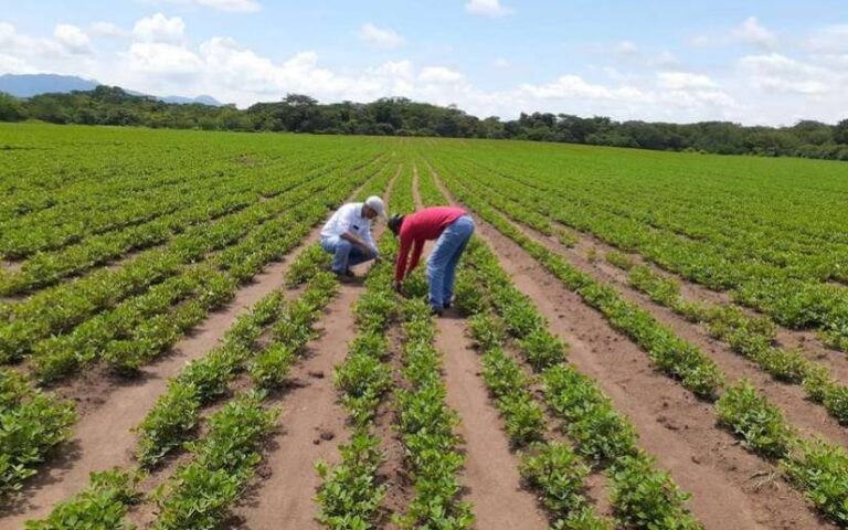 IPSA implementa campaña fitosanitaria para controlar plagas en cultivo de maní