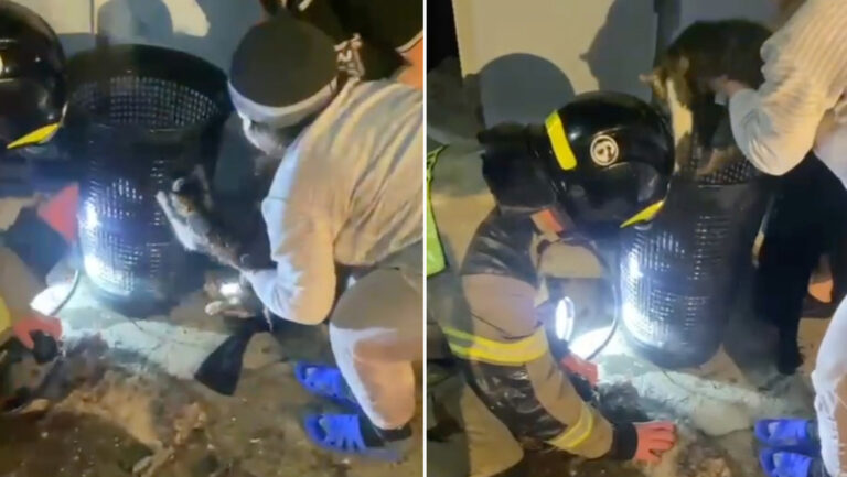 Bomberos rescatan a siete gatos de la llamas en Crimea