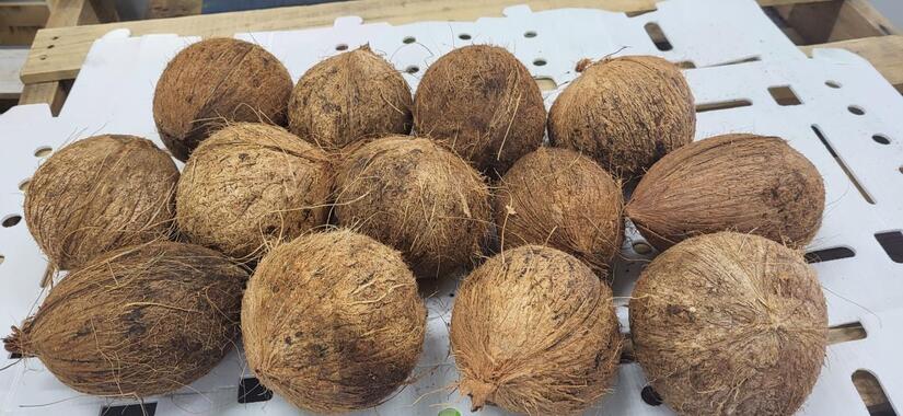IPSA acompaña a productores de Coco en Nicaragua