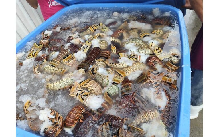 Crece en 52% la pesca de Langosta del Caribe
