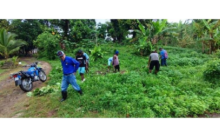 IPSA realiza vigilancia y control del Gusano Rosado en el Cultivo de Algodón