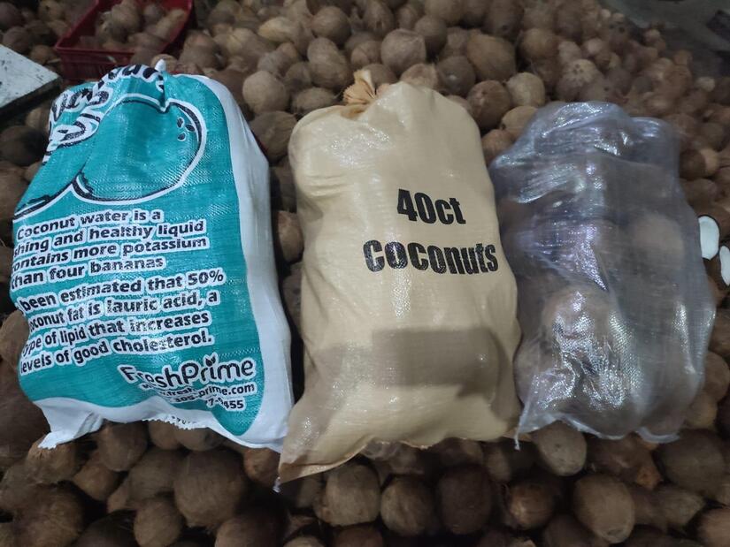 IPSA acompaña a productores de Coco en Nicaragua