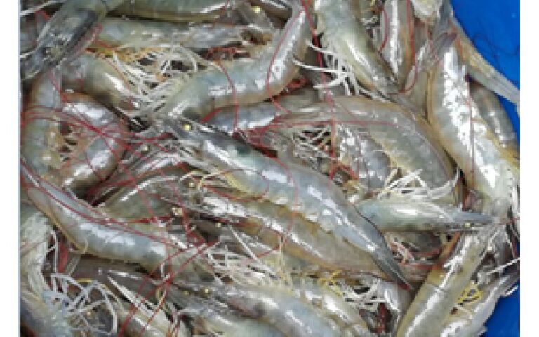 IPSA mantiene programa de vigilancia epidemiológica para prevención de enfermedades en la producción del camarón