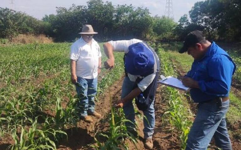 IPSA continúa aportando seguridad alimentaria y nutricional 
