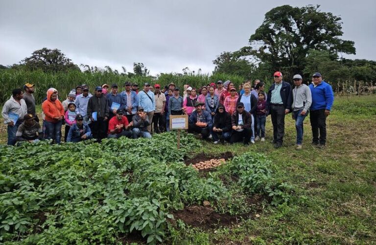 INTA presenta Nueva Variedad de Papa