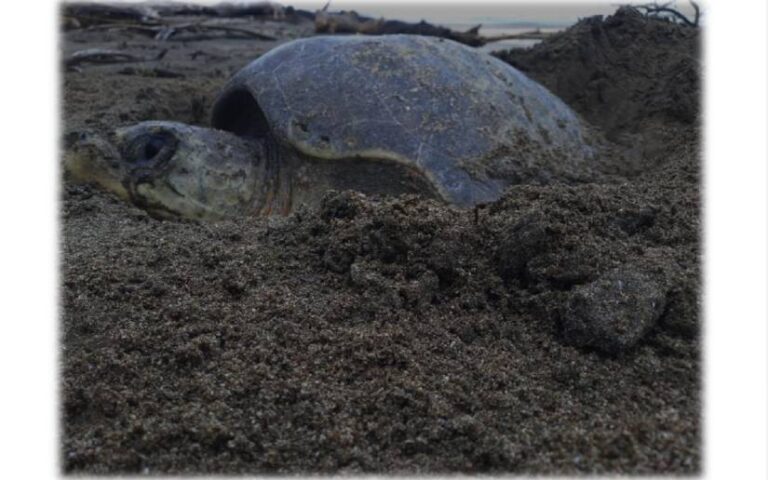 Marena avanza en proyectos de reforestación, monitoreo de biodiversidad y educación ambiental