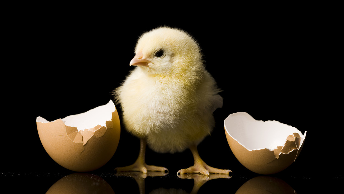 Se traga un pollito para cura su infertilidad