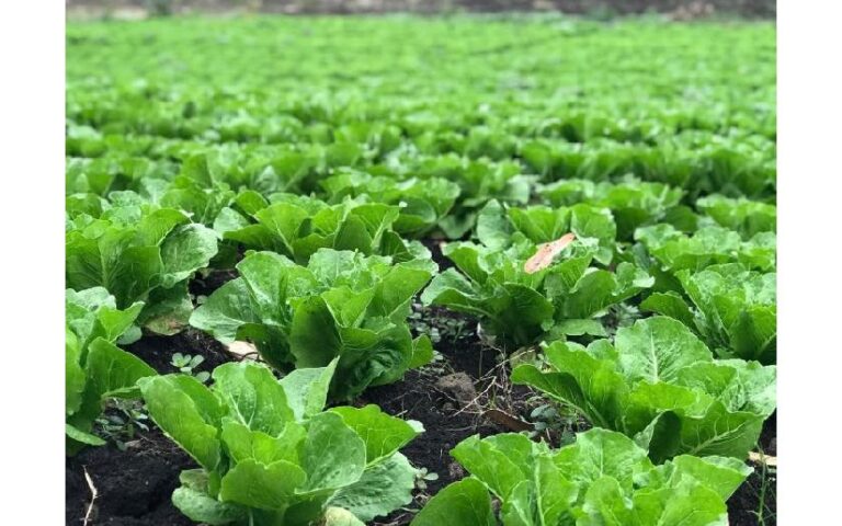 Producción agrícola certificada por el Instituto de Protección y Sanidad Agropecuaria