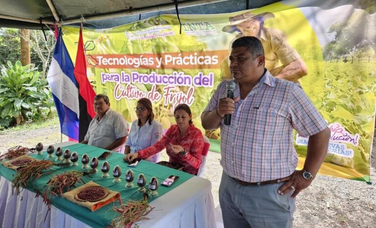 “Inta Rojo Criollo” con rendimiento de 20-25 quintales por manzana