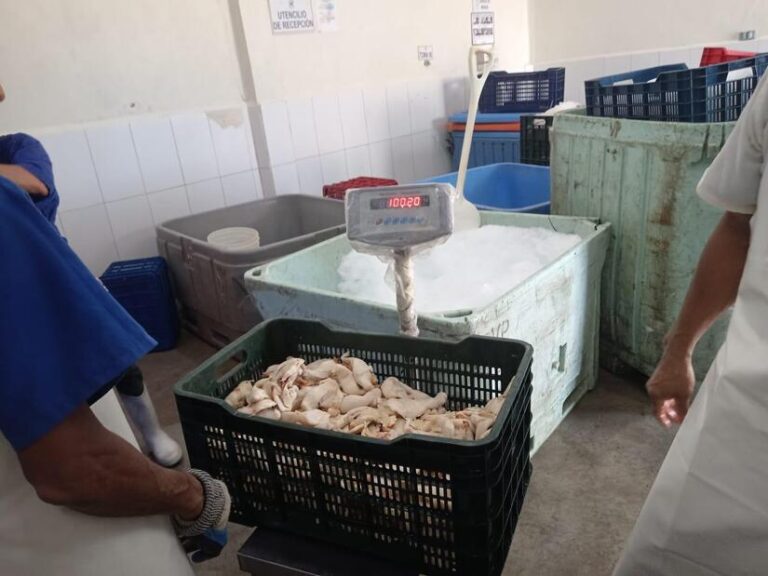 Crece un 29% el valor de exportaciones de Caracol Rosado