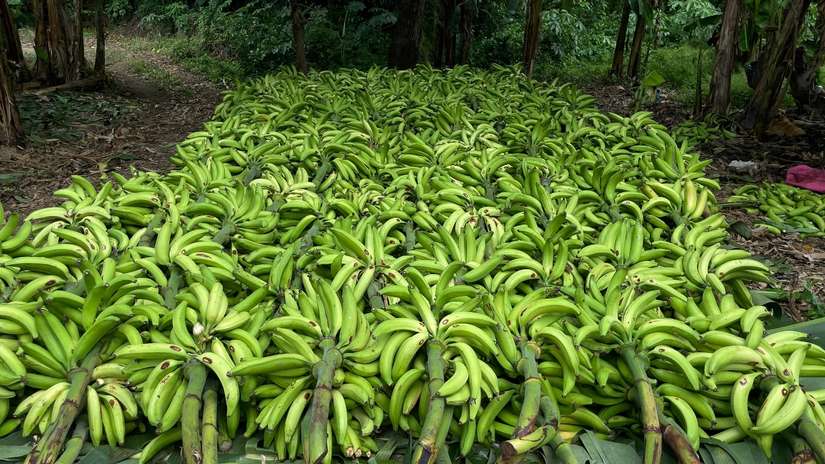 Producción de plátano en Nicaragua