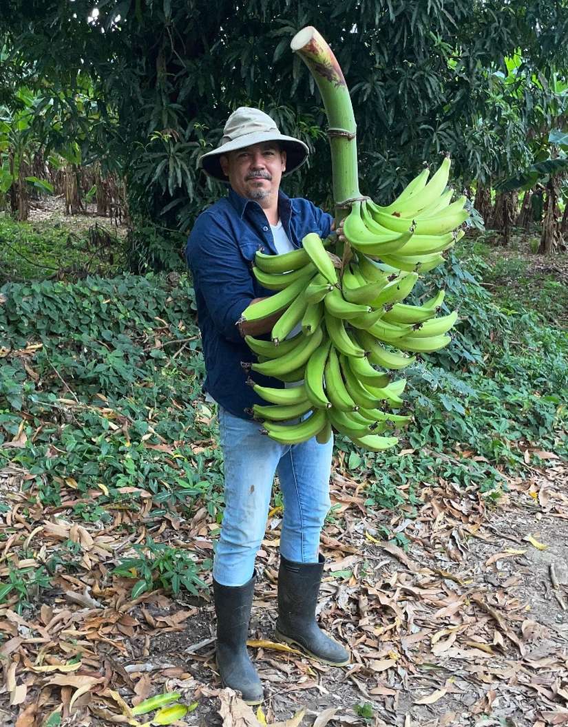 Producción de plátano en Nicaragua