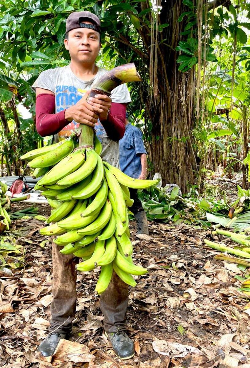 Producción de plátano en Nicaragua