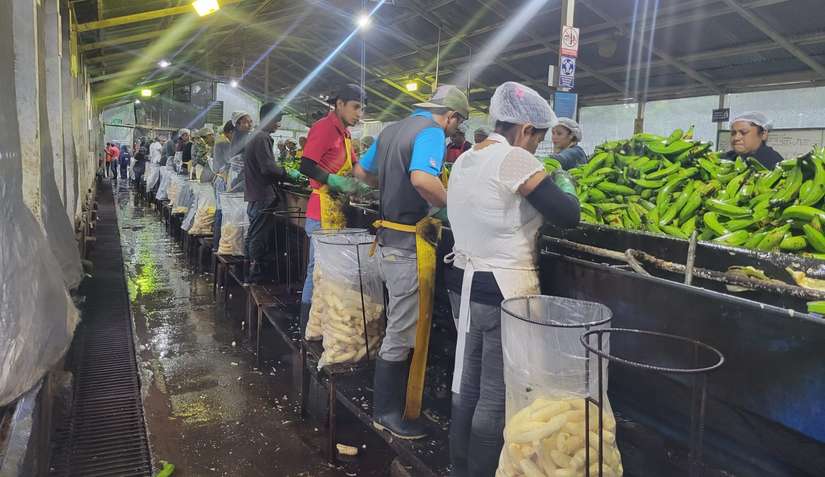 Buena producción de plátano