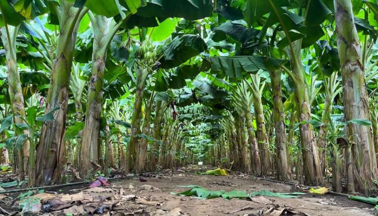 Nicaragua registra una excepcional producción de plátano en 2024