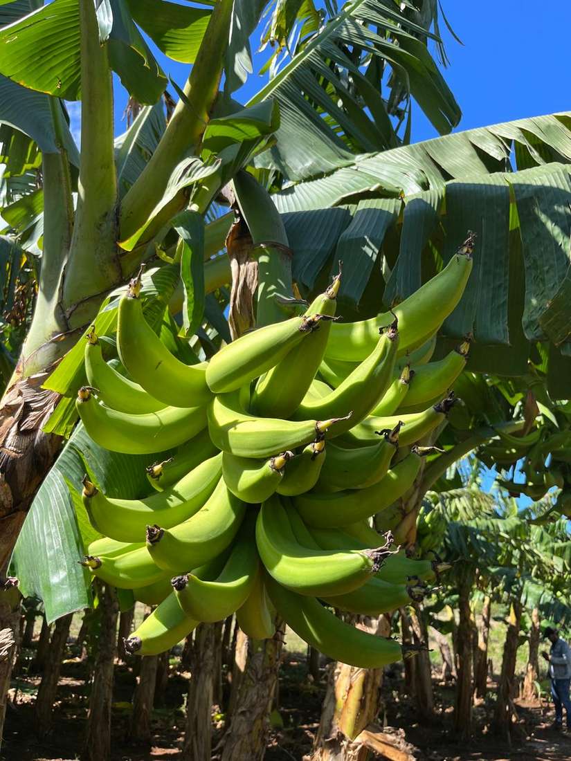 Cosecha de plátano en Nicaragua