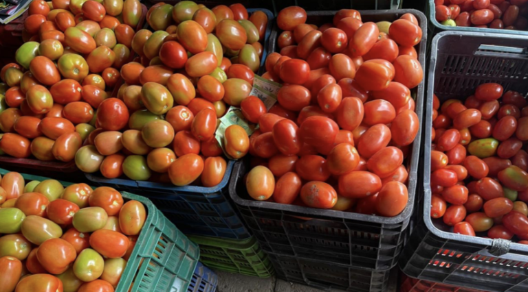 Buena producción de tomate y chiltoma para navidad