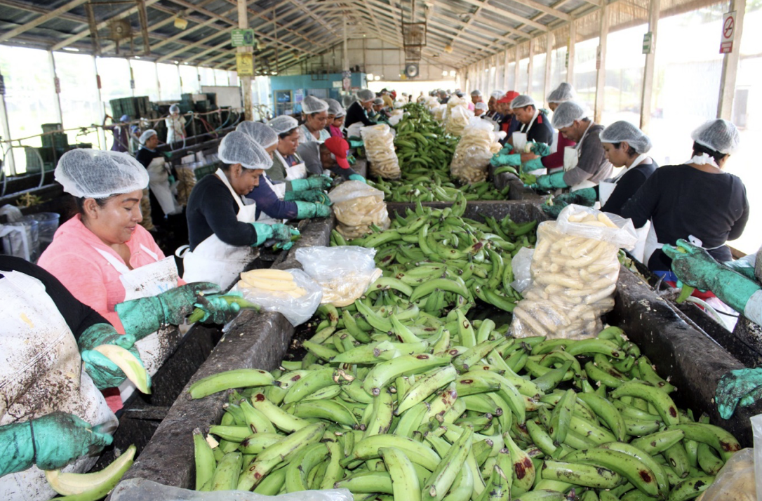 11.9 millones de kilogramos de plátano se exportaron en 2024