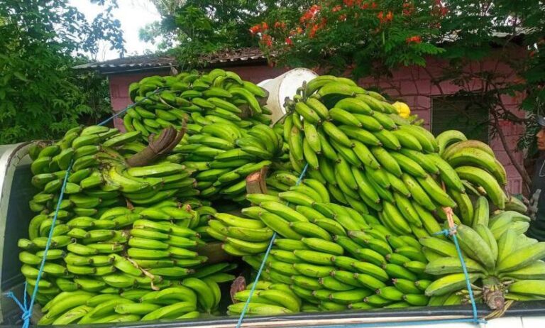 El banano motor de desarrollo rural y fuente de empleo en Nicaragua