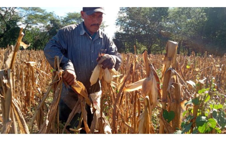 Cosecha de Primera asegura abastecimiento de maíz en Nicaragua