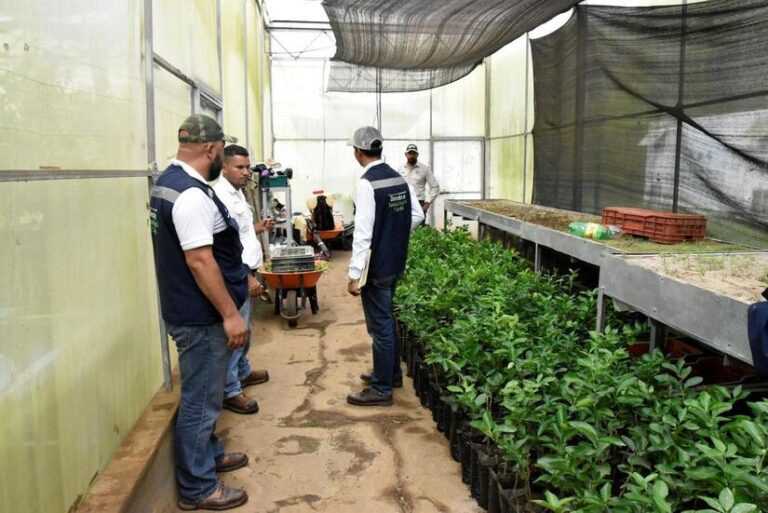 Instituto de Protección y Sanidad Agropecuaria garantiza vigilancia fitosanitarias en producción citrícola