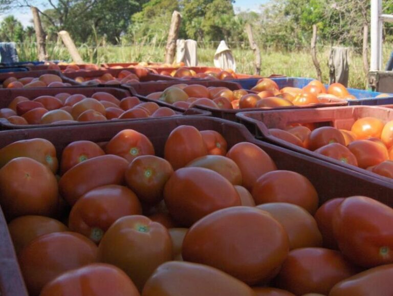MAG proyecta una producción de tomate que supera los 140 mil quintales
