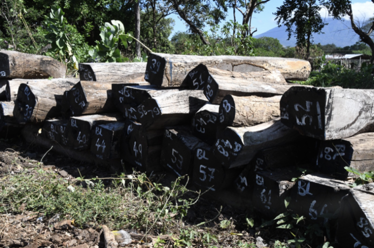 Refuerzan estrategia de sostenibilidad en la industria forestal de Nandaime