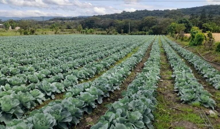 Buena producción de repollo permitirá mantener abastecidos mercados nacionales, informa MAG