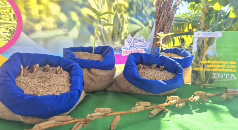 Presentan nueva variedad de ajonjolí en Nicaragua