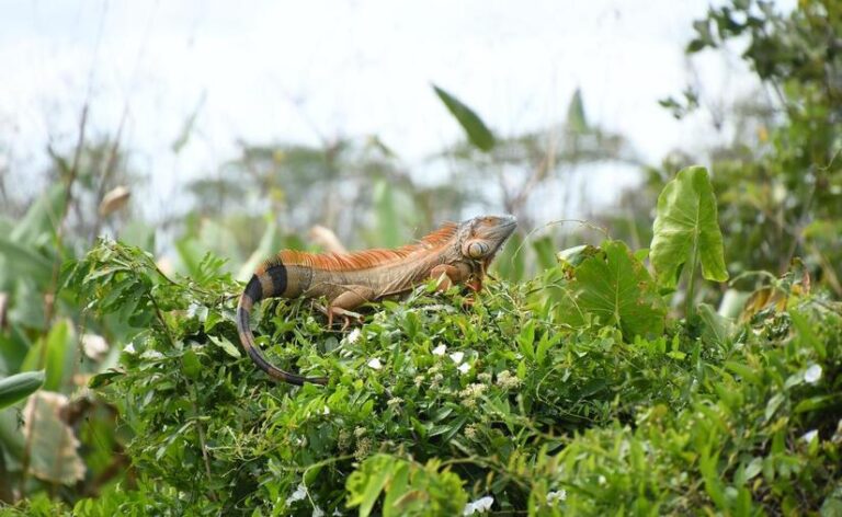 Realizan estudio de los Cuajipales en Nicaragua