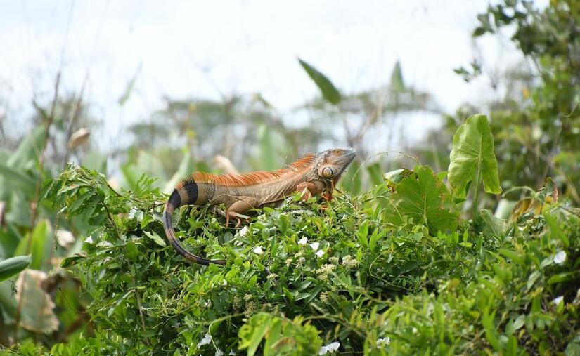Realizan estudio de los Cuajipales en el río Papaturro