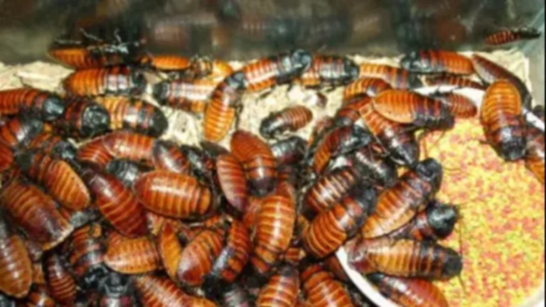 Lanzan campaña para poner nombre del ex a una cucaracha