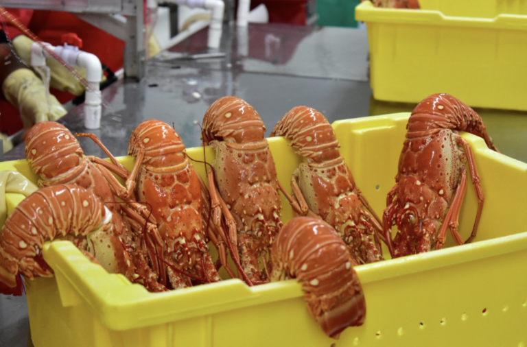 Inspecciones sanitarias para garantizar exportación de langosta en la Costa Caribe