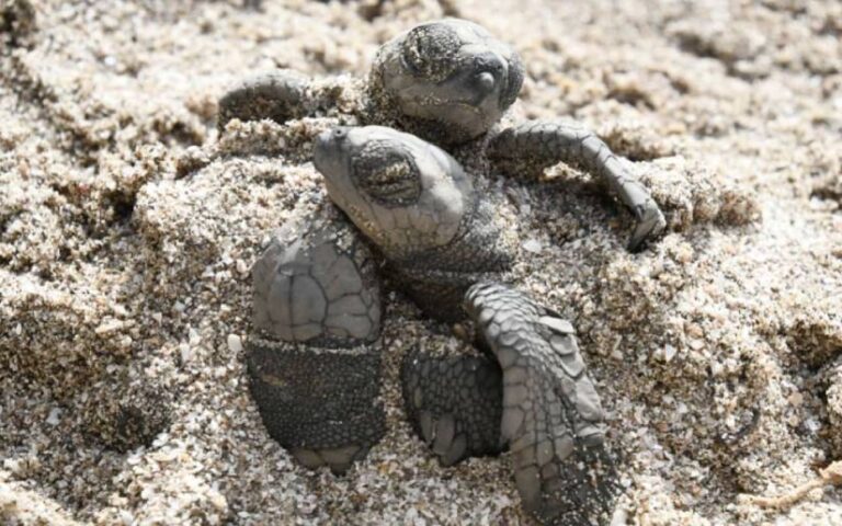 Refuerzan conservación de tortugas marinas con liberación masiva en Nicaragua