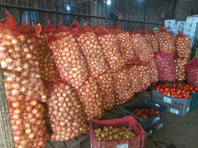 Nicaragua cosechará en febrero 193 mil quintales de cebolla