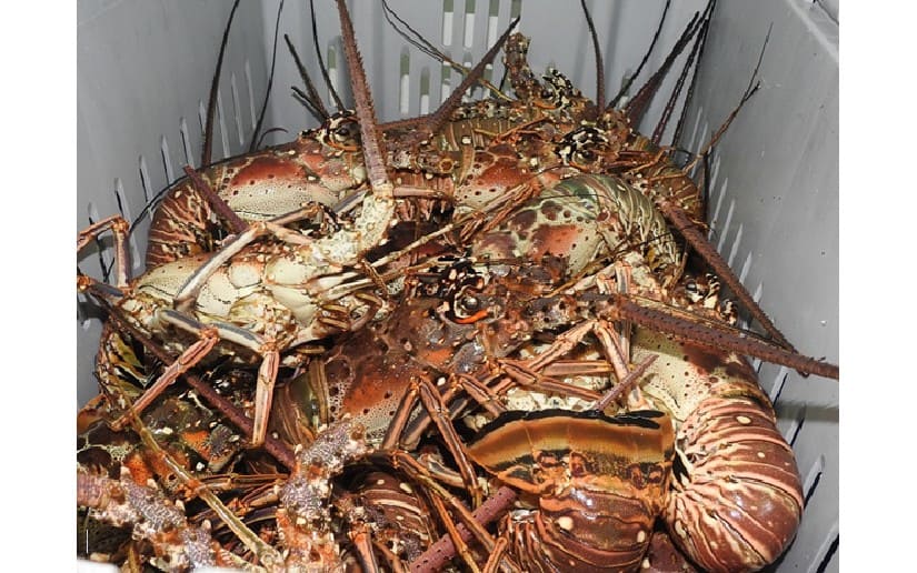 Autoridades conforman Comité de Veda de Langosta del Caribe