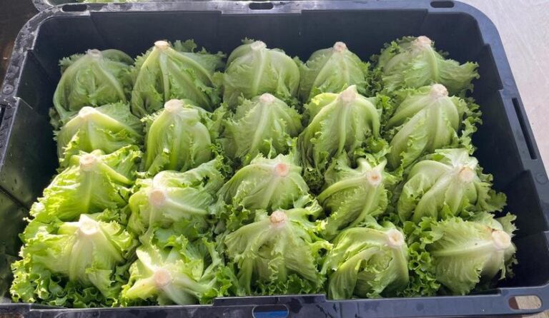 Familias productoras con expectativa de cosecha de 1 millón de unidades de lechuga