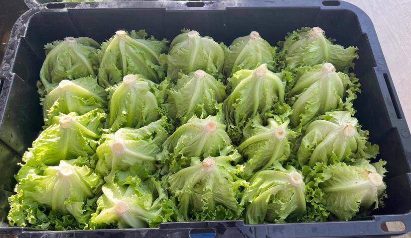 Lechuga: Productores esperan cosecha de 1 millón de unidades
