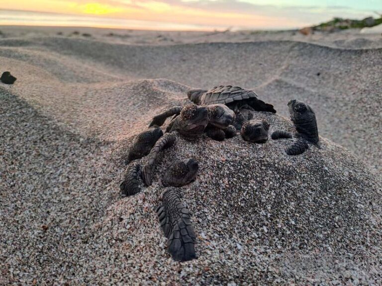 MARENA liberó más de 46,600 tortuguillos paslama en Chacocente