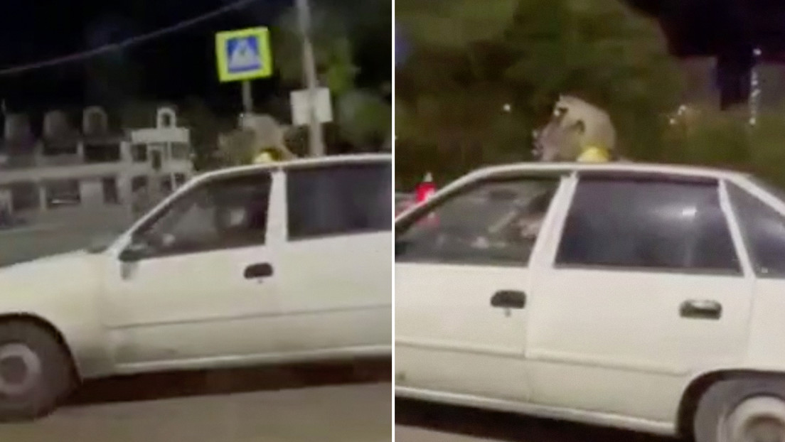 Mapaches "Apasionados" Causan Revuelo en las Calles de Rusia