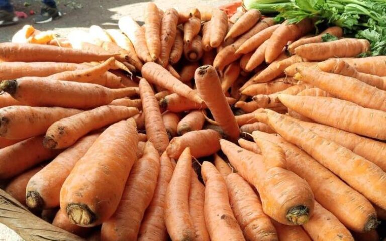 Nicaragua espera cosecha superior a los 66 mil quintales de zanahoria en febrero