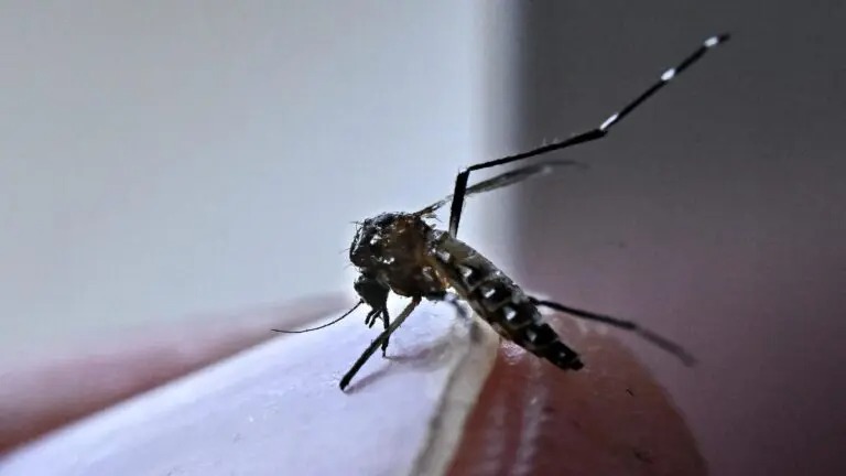 São Paulo declara emergencia sanitaria por aumento de dengue