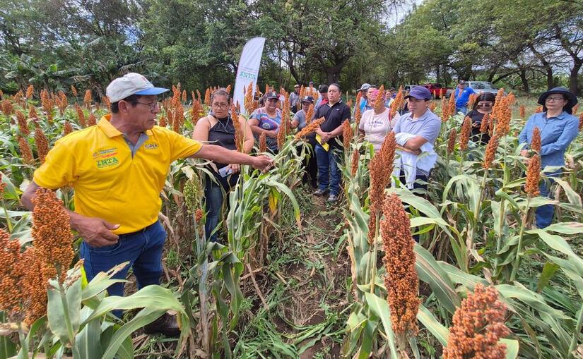Capacitan a productores sobre producción de semilla de sorgo