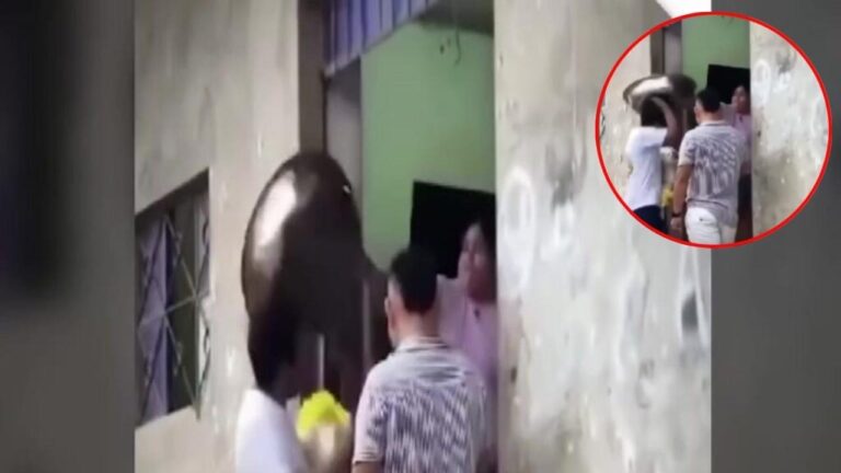 Va a conocer a su suegra y esta lo ataca con una olla