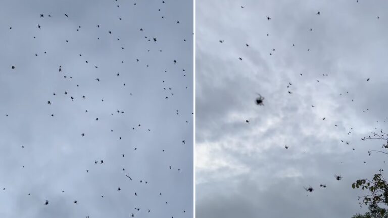 Una telaraña grande sorprende a los brasileños