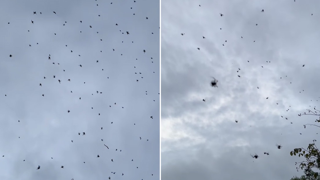 En las redes se hace viral una enorme telaraña que sorprendió a los residentes del municipio brasileño de São Thomé das Letras, en el estado de Minas Gerais
