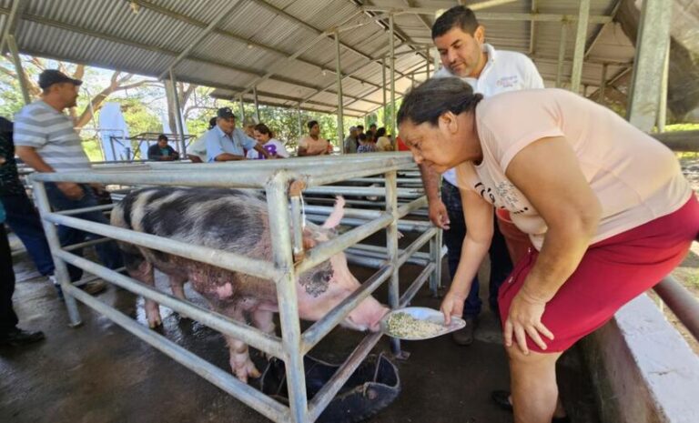 Inta comparte alternativas alimentarias para engorde de cerdos 