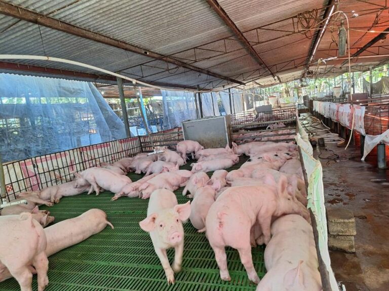 Carne de cerdo y su impacto en la economía y seguridad alimentaria de Nicaragua