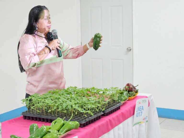 Presentan avances para la generación de una nueva variedad de chiltoma