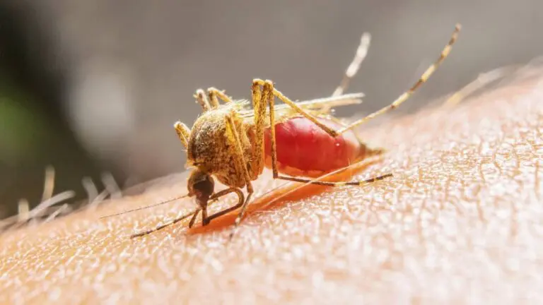 Reportan 17 muertos por dengue en Perú